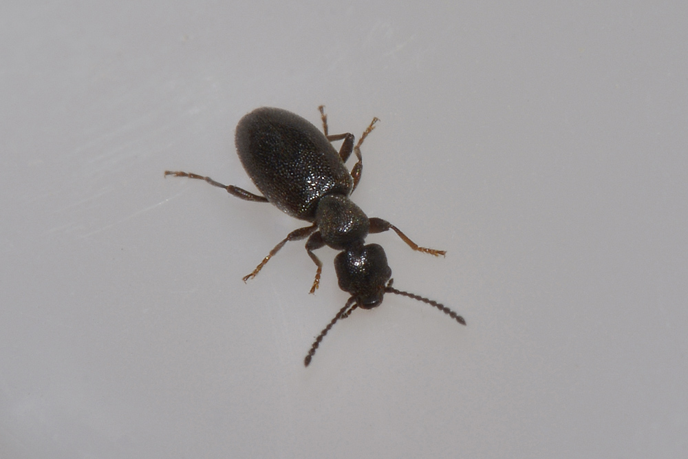Anthicus niger?No. Microhoria plumbea plumbea (Anthicidae)